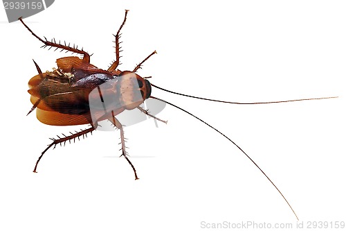 Image of Cockroach