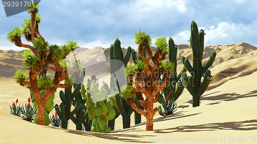 Image of Joshua trees