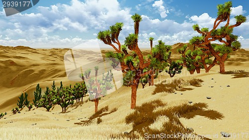 Image of Joshua trees