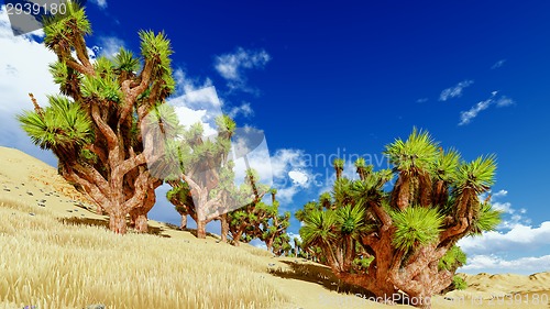 Image of Joshua trees