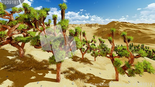 Image of Joshua trees