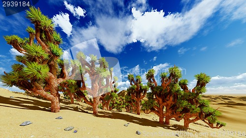 Image of Joshua trees