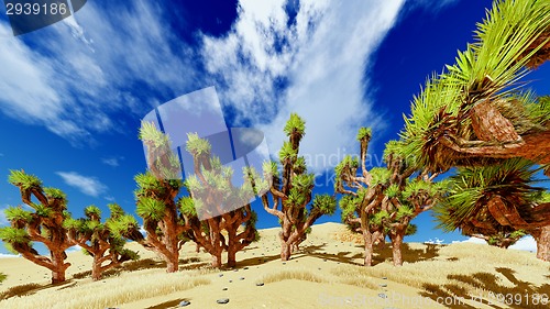 Image of Joshua trees