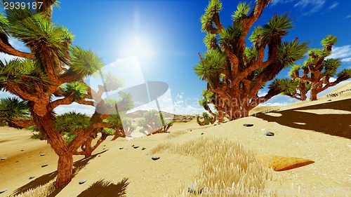 Image of Joshua trees