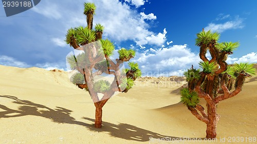 Image of Joshua trees