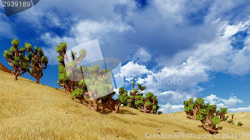 Image of Joshua trees