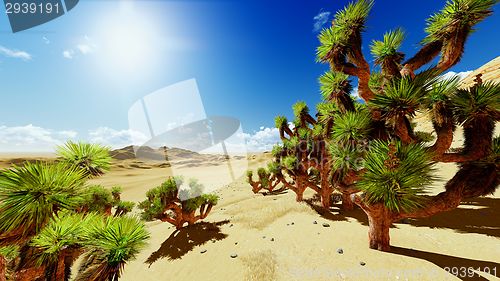 Image of Joshua trees