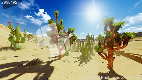 Image of Joshua trees