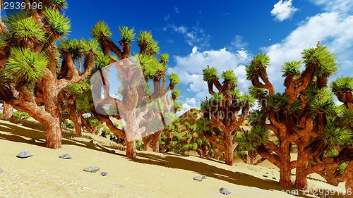Image of Joshua trees