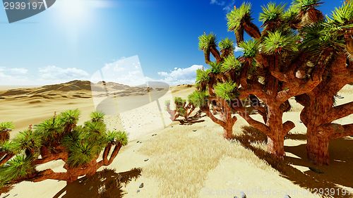 Image of Joshua trees