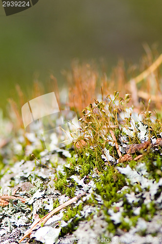 Image of Lichen and moss