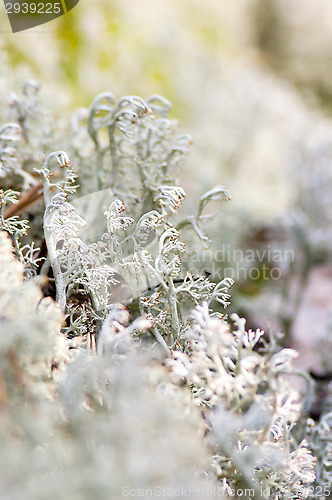 Image of Lichen