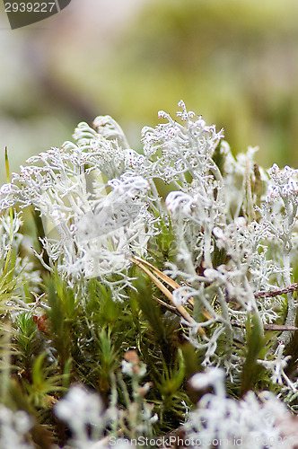 Image of Lichen and moss