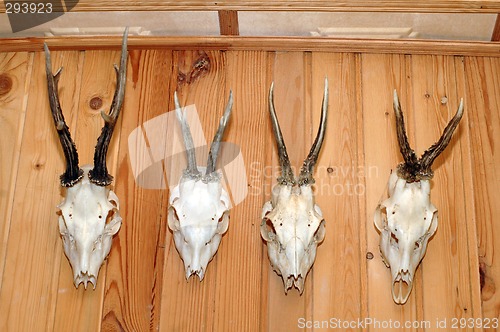 Image of hunting trophies