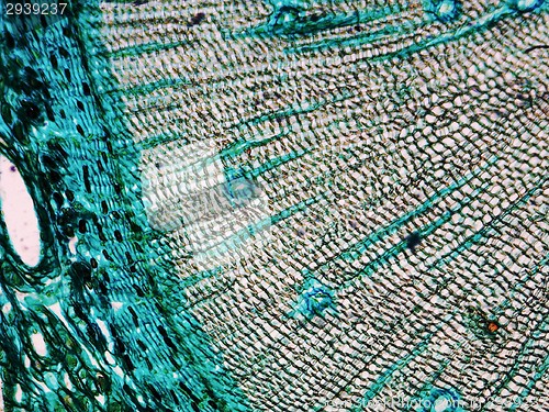 Image of Pine Wood micrograph