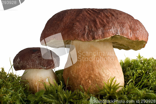 Image of mushroom