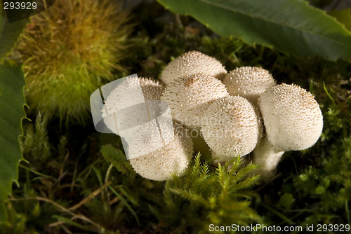 Image of mushroom