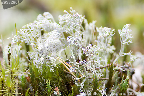 Image of Lichen and moss