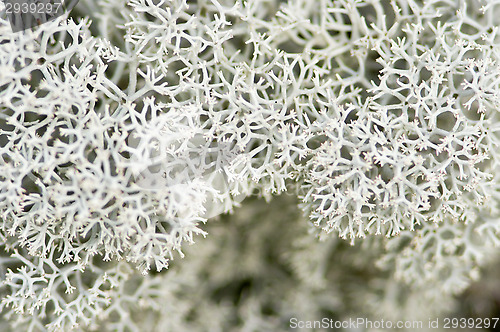 Image of Lichen