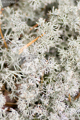 Image of Lichen