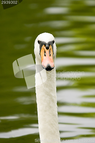 Image of Swan