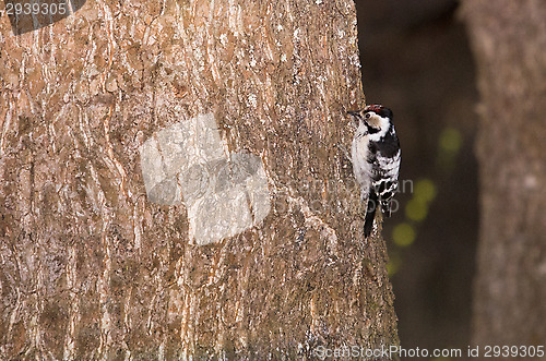 Image of Woodpecker