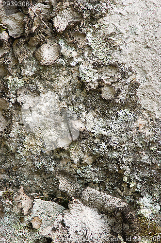 Image of Lichen