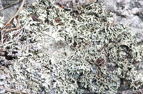 Image of Lichen