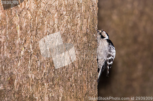 Image of Woodpecker