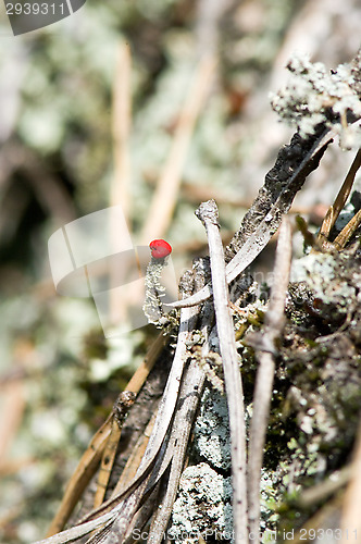 Image of Lichen