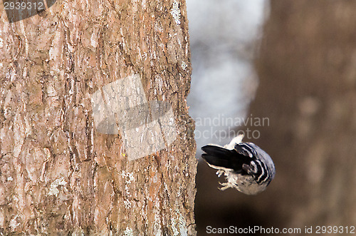 Image of Woodpecker