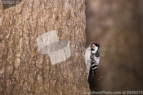 Image of Woodpecker