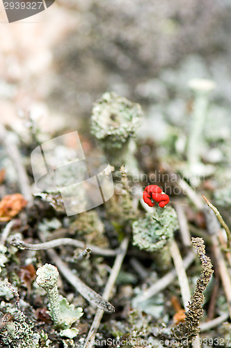 Image of Lichen