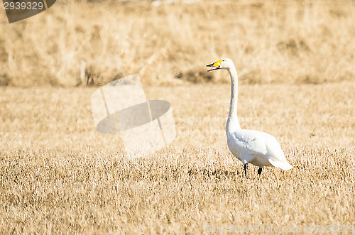 Image of Swan