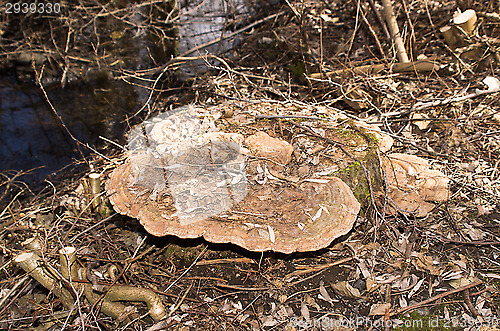 Image of Polypore