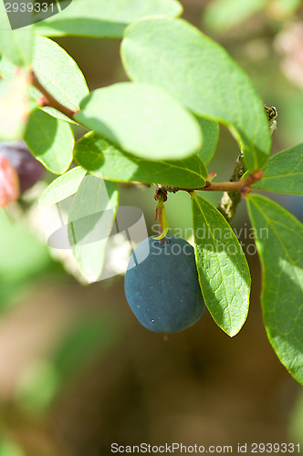 Image of Bilberry