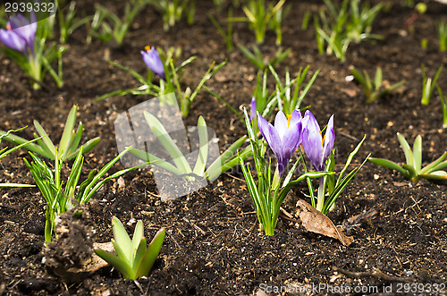 Image of Crocus