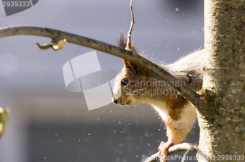 Image of Squirrel
