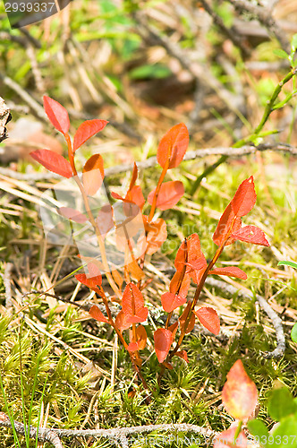Image of Twig plant