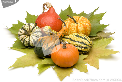 Image of pumpkin