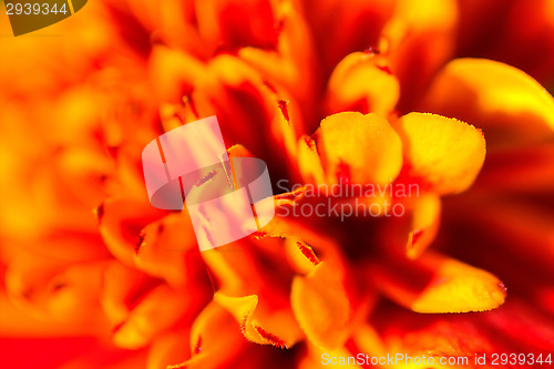 Image of Marigold