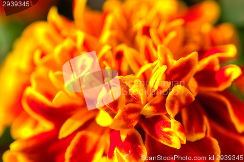 Image of Marigold