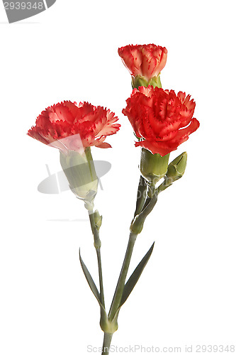 Image of Red cloves in front of a white background