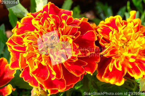 Image of Marigold