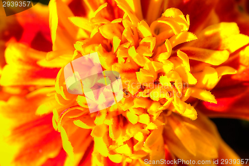 Image of Tagetes