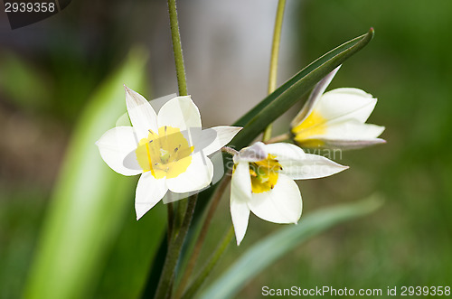 Image of Tulips