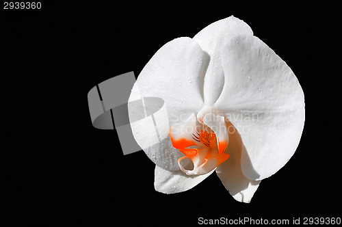 Image of Orchid