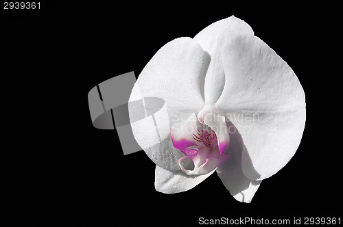 Image of Orchid