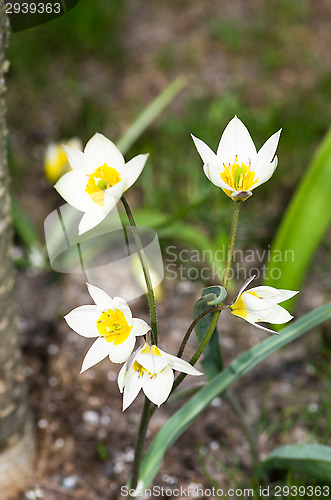 Image of Tulips