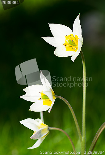 Image of Tulips